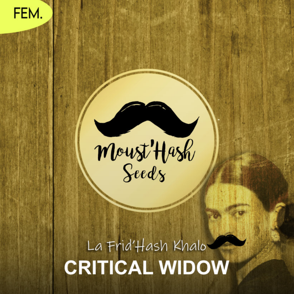 La Frid'Hash Kalo - CRITICAL WIDOW