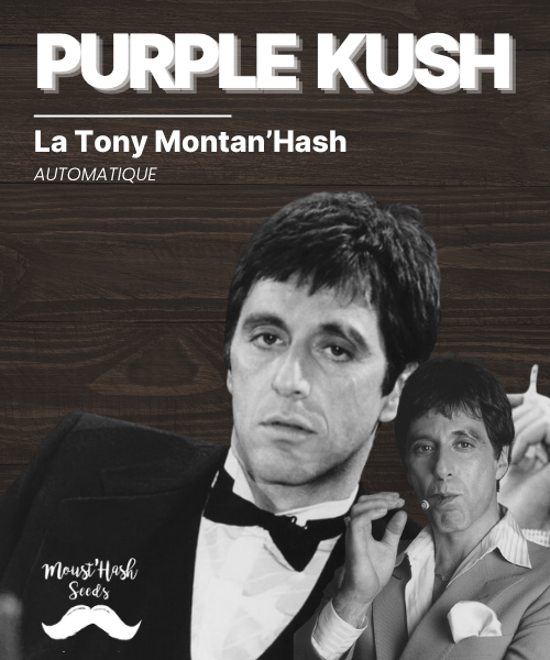 La Tony Montan'Hash - PURPLE KUSH